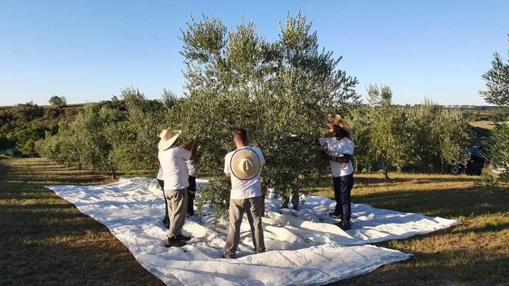 Vila da Páscoa começa nesta sexta-feira (07) em Poços de Caldas