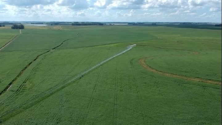 App ajuda a proteger lavouras de soja contra doenças