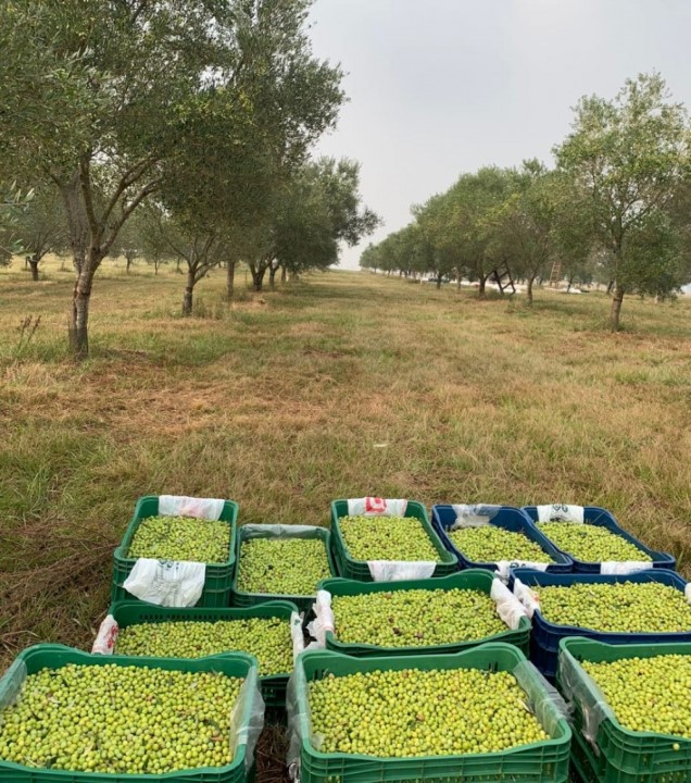 Agro Urbano | Azeite de oliva brasileiro: vem aí o frescor da safra 2022