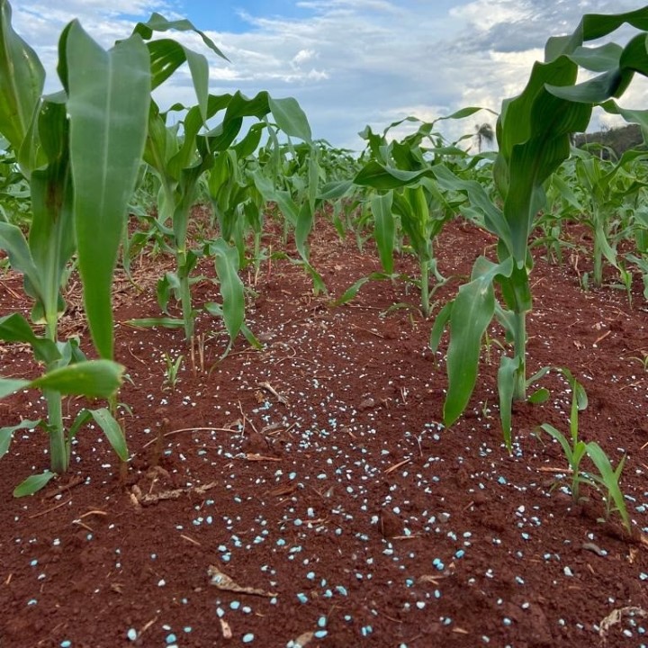 App ajuda a proteger lavouras de soja contra doenças