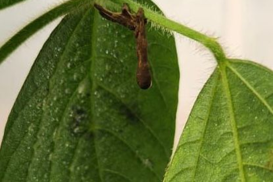 Controle da lagarta-do-cartucho pode ser feito com insumos biológicos, sem danos ao produtor e ambiente