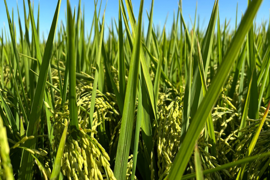Empresa lança híbrido de arroz com pegada de carbono reduzida
