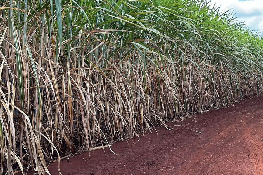 Após queimadas, produtores de cana-de-açúcar investem em fertilizantes organominerais para recuperar fertilidade do solo