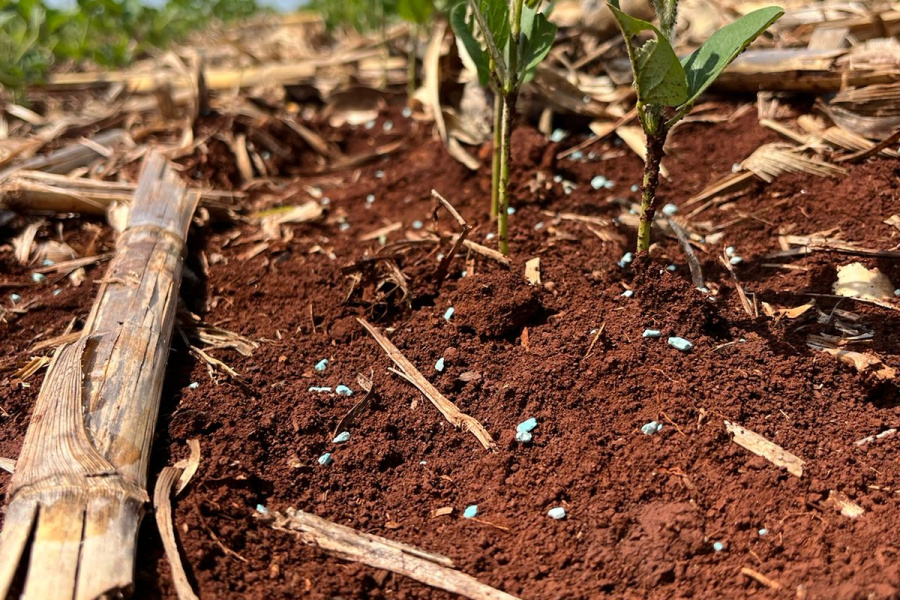 Suplementação de boro em adubação de cobertura pode auxiliar no desenvolvimento da soja em período de pico do El Niño
