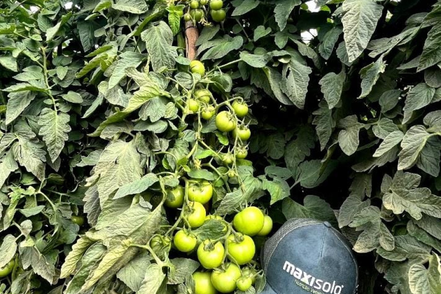 Cultivo de tomate em Santa Catarina é incrementado pelo uso de fertilizante mineral misto à base de sulfato de cálcio e boro