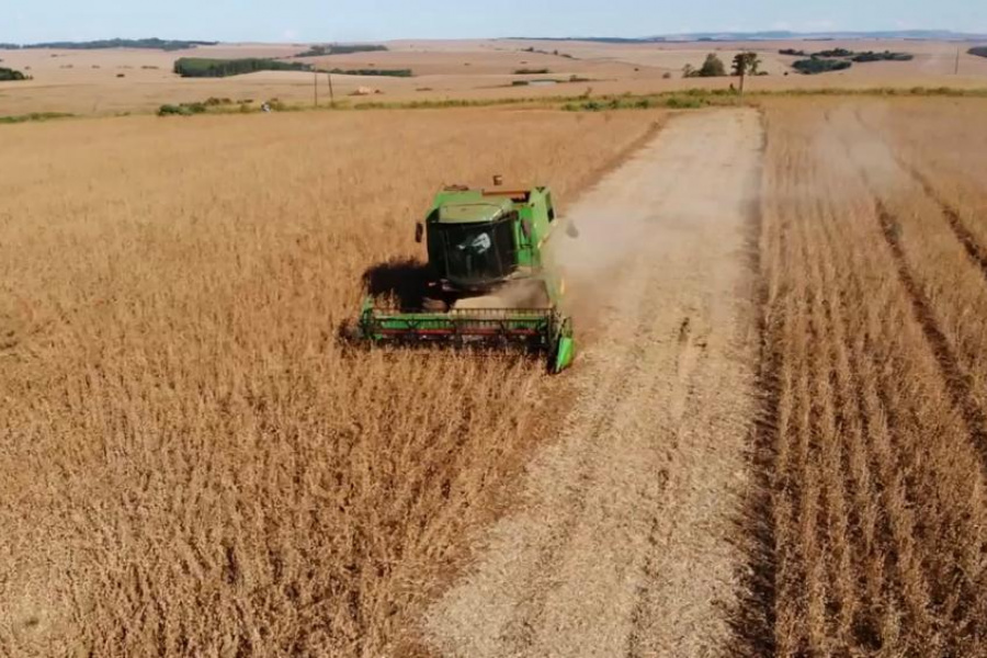 Produtores elevam a produtividade de soja e trigo com incremento de boro, cálcio e enxofre no manejo