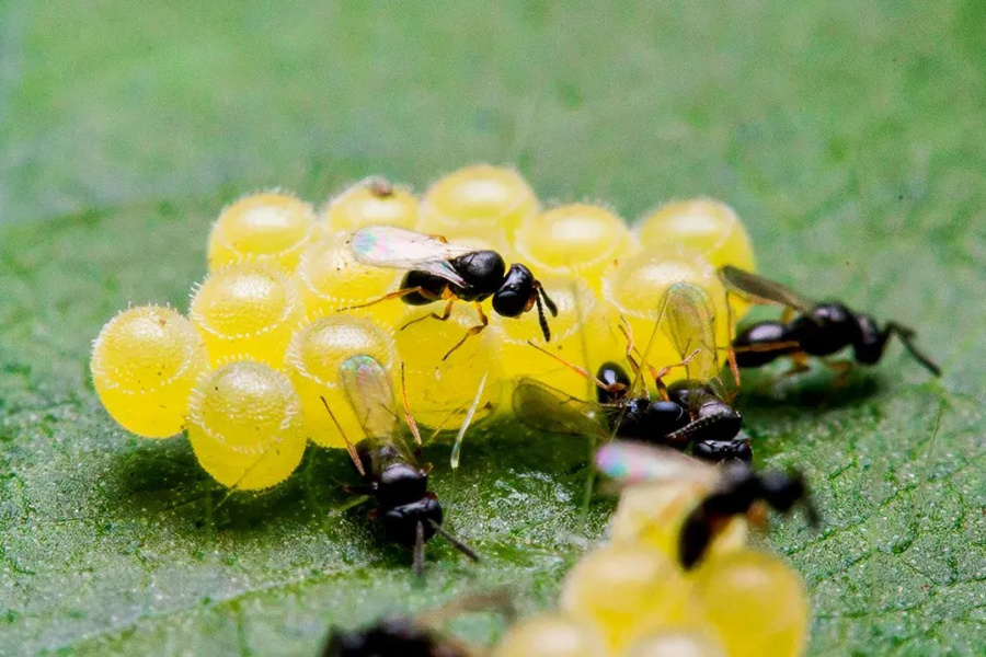 Avanço dos biodefensivos consolida nova fase do manejo de pragas no Brasil