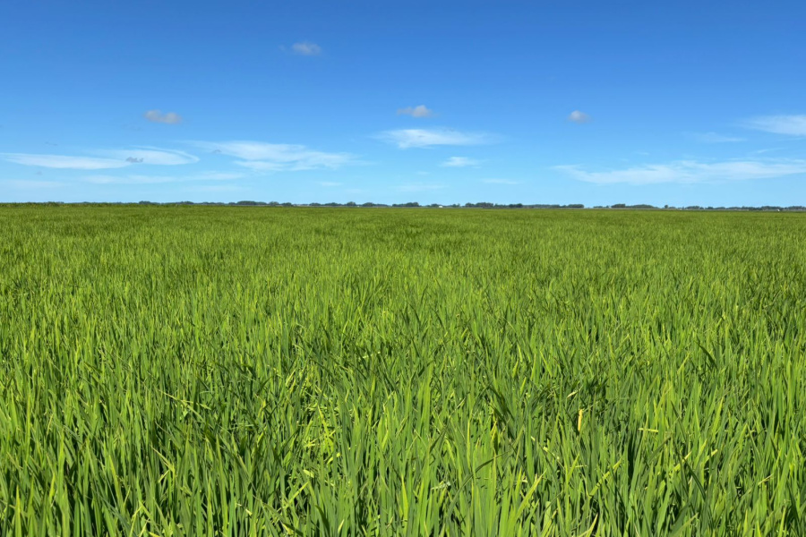 RiceTec lança novo híbrido na 35ª Abertura da Colheita do Arroz