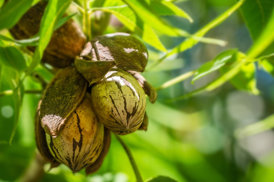 Mercado da noz-pecã deve ser impulsionado por boa safra e abertura de novos mercados em 2026