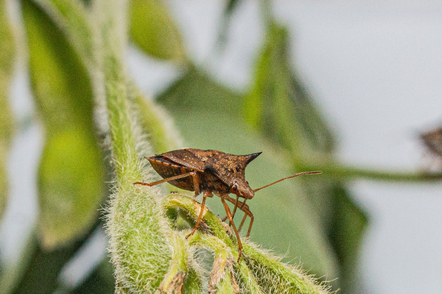 Biológicos ganham protagonismo no campo e se consolidam como aliados estratégicos na safra 2025/26