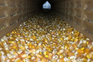 Inovação no pós-colheita: Equipamento de secagem de grãos surpreende produtores de milho em Minas Gerais