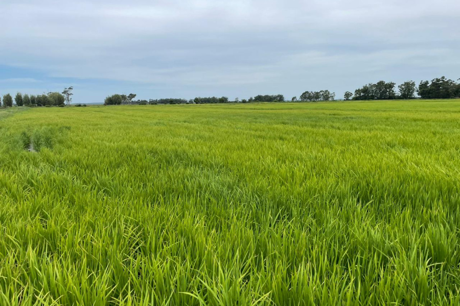 Conheça os benefícios do fertilizante mineral no cultivo do arroz