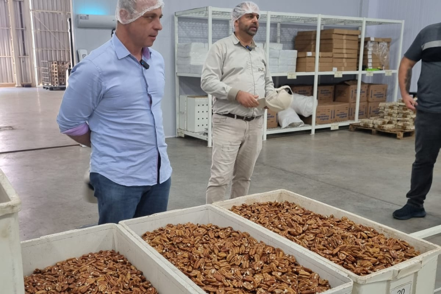 Produtores de pecã do RS e SC participam de encontro técnico da Divinut em Cachoeira do Sul