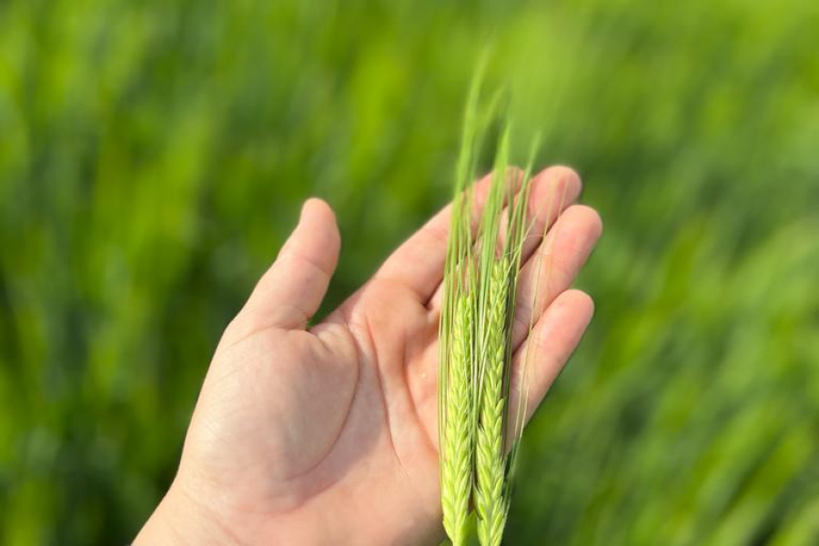 Potássio, cálcio, boro e enxofre na cultura do trigo: como esses nutrientes influenciam na qualidade e produtividade