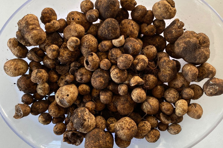 Trufas específicas de nogueira serão apresentadas ao mundo gastronômico