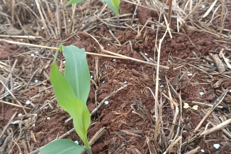 Micronutrientes estratégicos podem destravar produtividade do milho safrinha, apontam especialistas