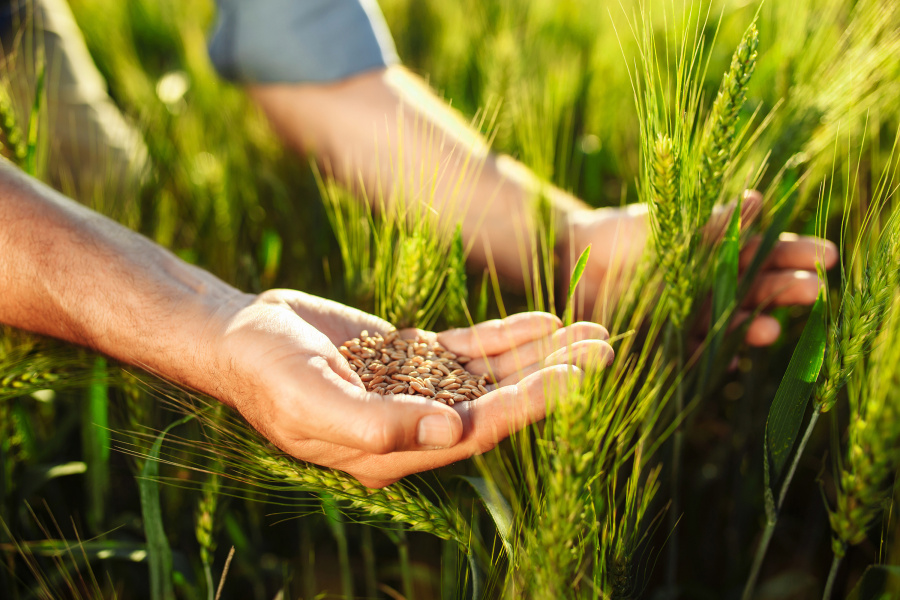 Empresa de vendas de diretas quer levar fertilizante organomineral até a porteira do agricultor