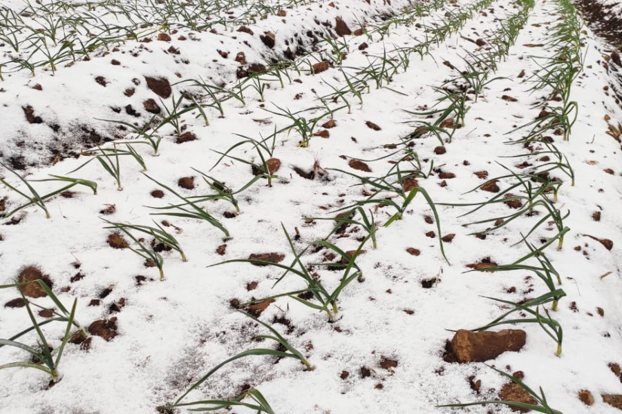 Bioinsumos naturais auxiliam plantas no combate aos danos causados pelas variações climáticas